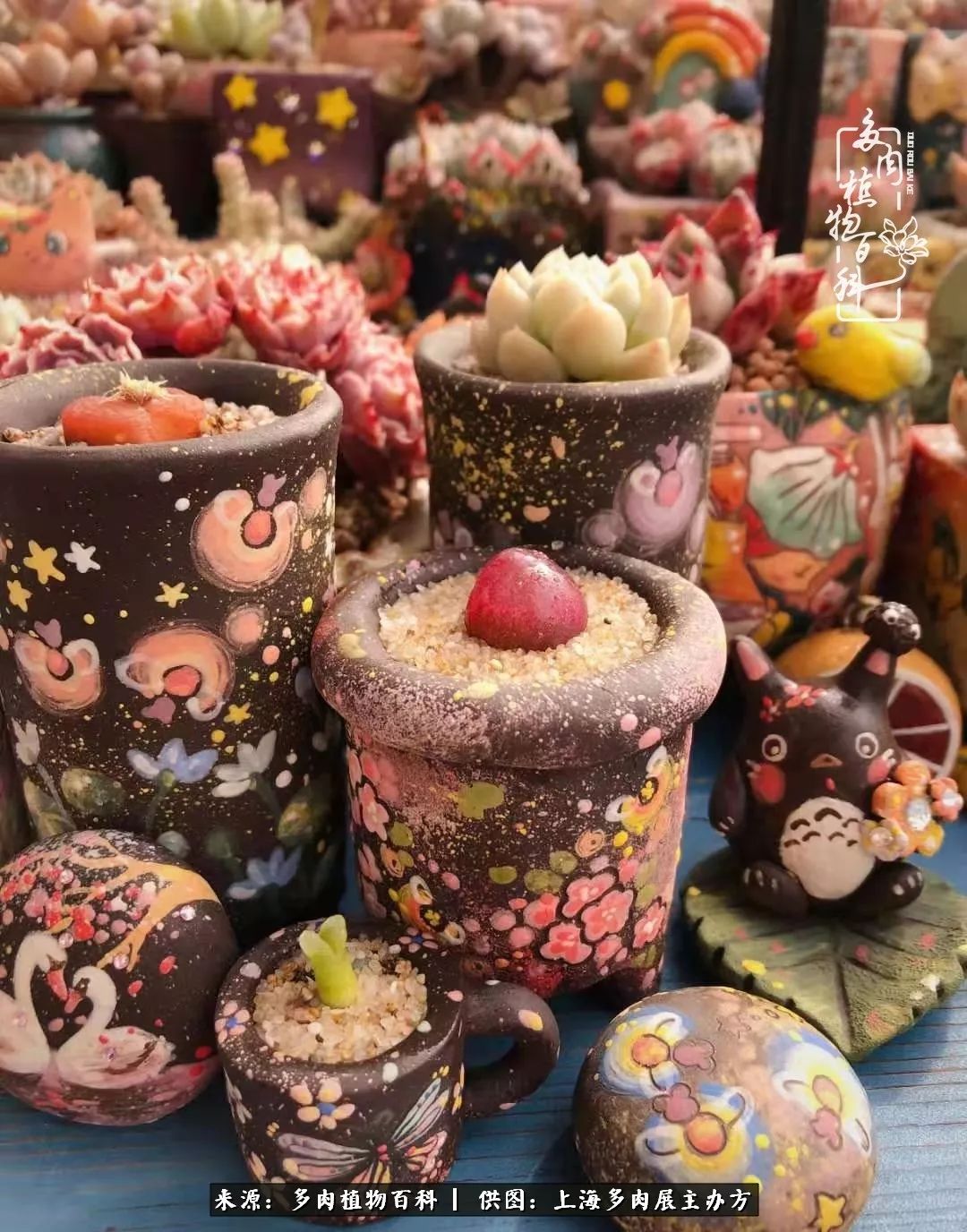 2023多肉展会直播,2023上海多肉植物展