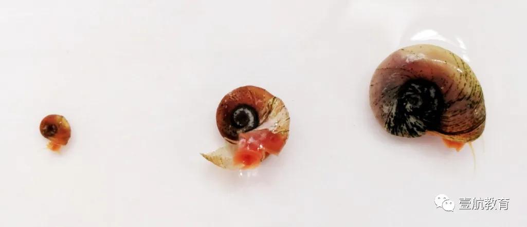 苹果螺怎么养着养着就只剩下壳了,苹果螺怎么保持颜色