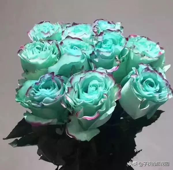 最好的进口玫瑰,进口玫瑰品种