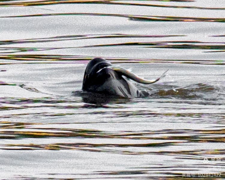 江豚戏水，醉美长江