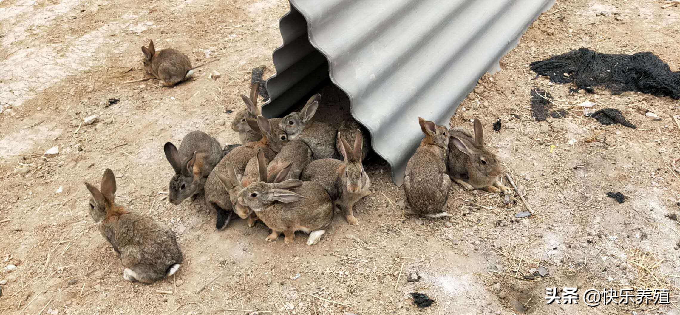 散养兔投资成功案例,散养兔的前景如何