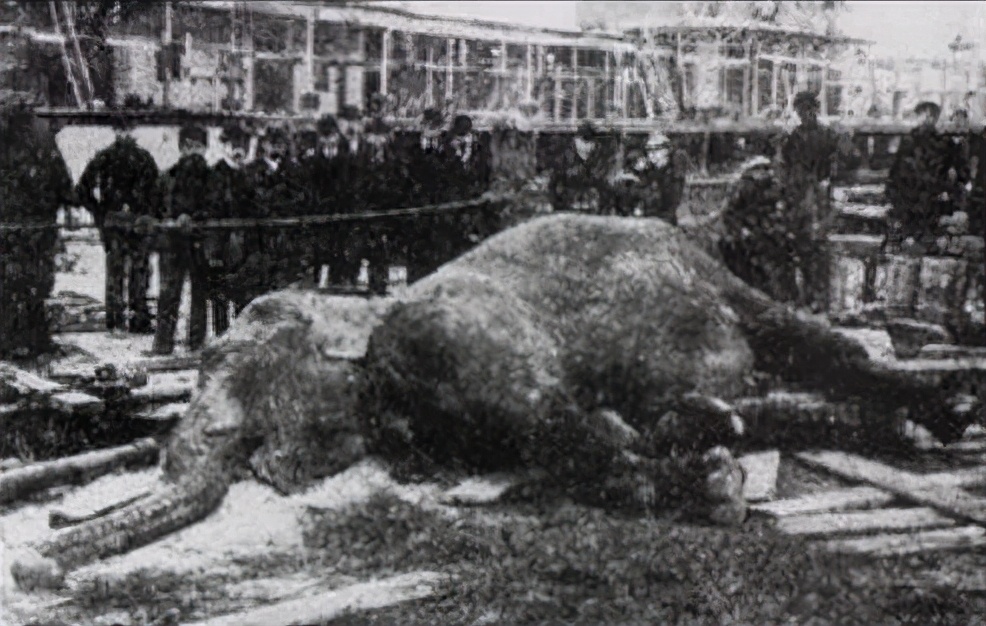 爱迪生对特斯拉的贡献,特斯拉最疯狂的一个科学家