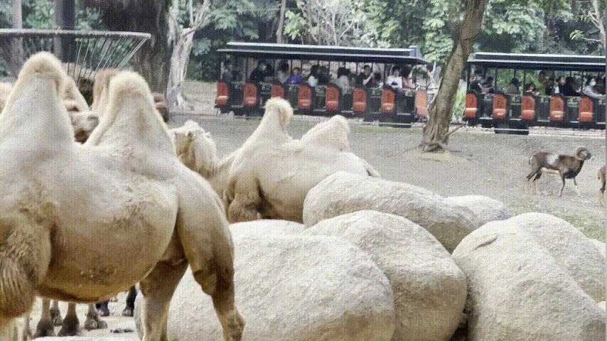 广州长隆野生动物园游玩攻略最新,长隆野生动物园亲子游三天