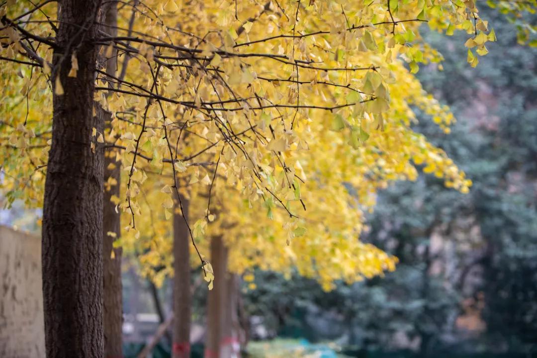 莲湖区晚上哪里可以散步,莲湖晨练