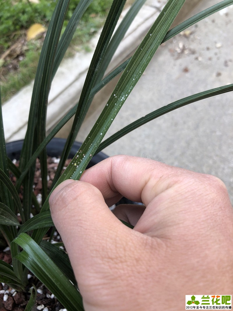 兰叶长介壳虫怎么处理,白兰蚧壳虫