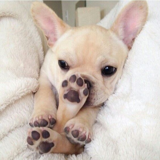 娉拌开濂藉吇杩樻槸閲戞瘺濂藉吇,娉曟枟鐘ソ杩樻槸娉拌开鐘ソ