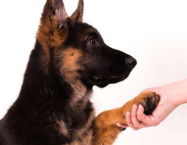 马犬与德牧哪个好饲养,马犬和德牧哪个更适合城市饲养