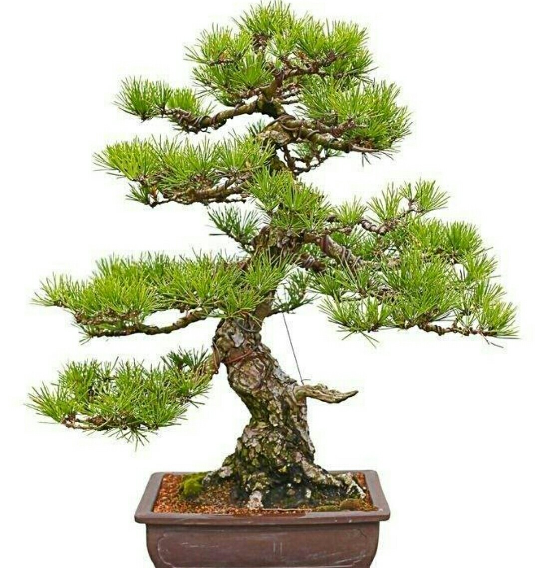 山松盆景如何弯曲,高桩山松盆景造型