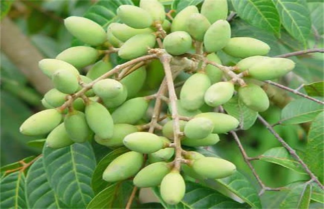 橄榄梢怎么管理,橄榄种植管理技术视频