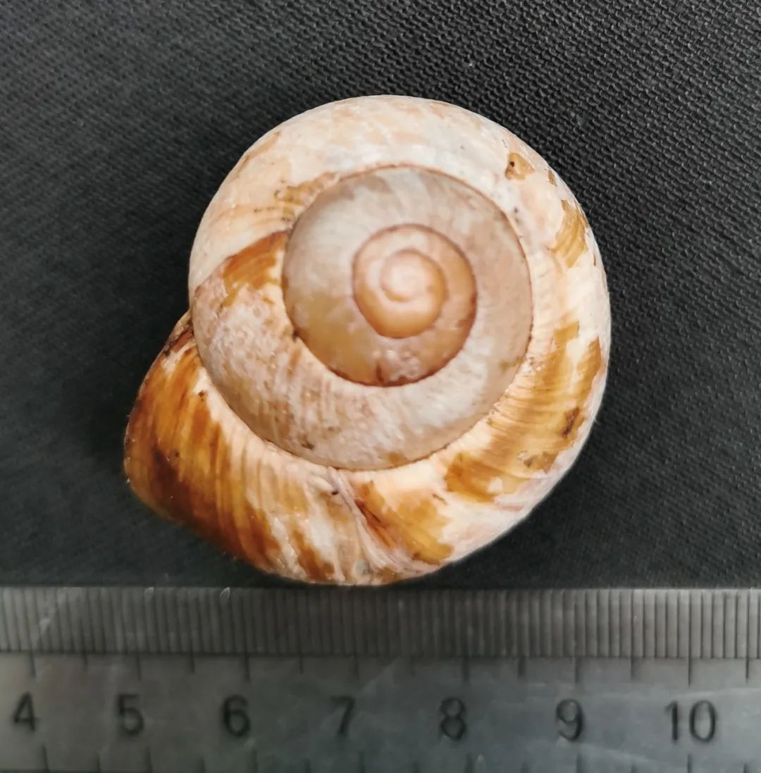 旅客携带439只甲虫入境被拦,海关查获活体蜗牛