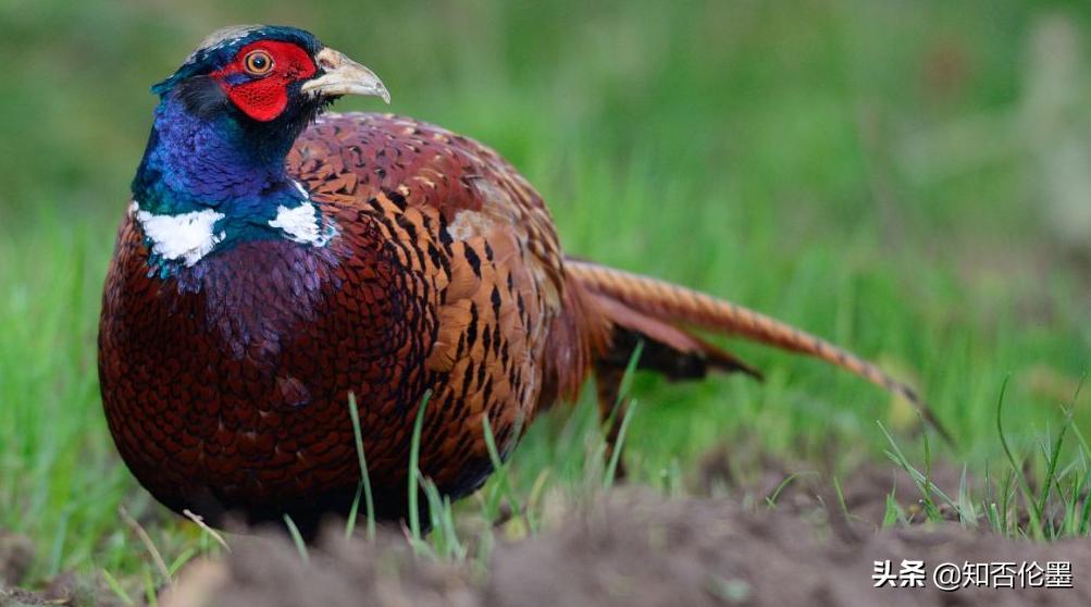 农村养殖项目小成本,农村小成本养殖
