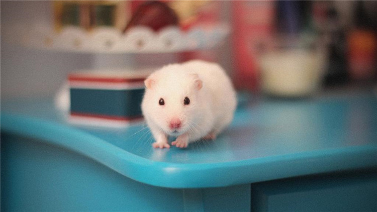 仓鼠伪冬眠用吹风机吹结果没有用,仓鼠伪冬眠醒了以后怎么办