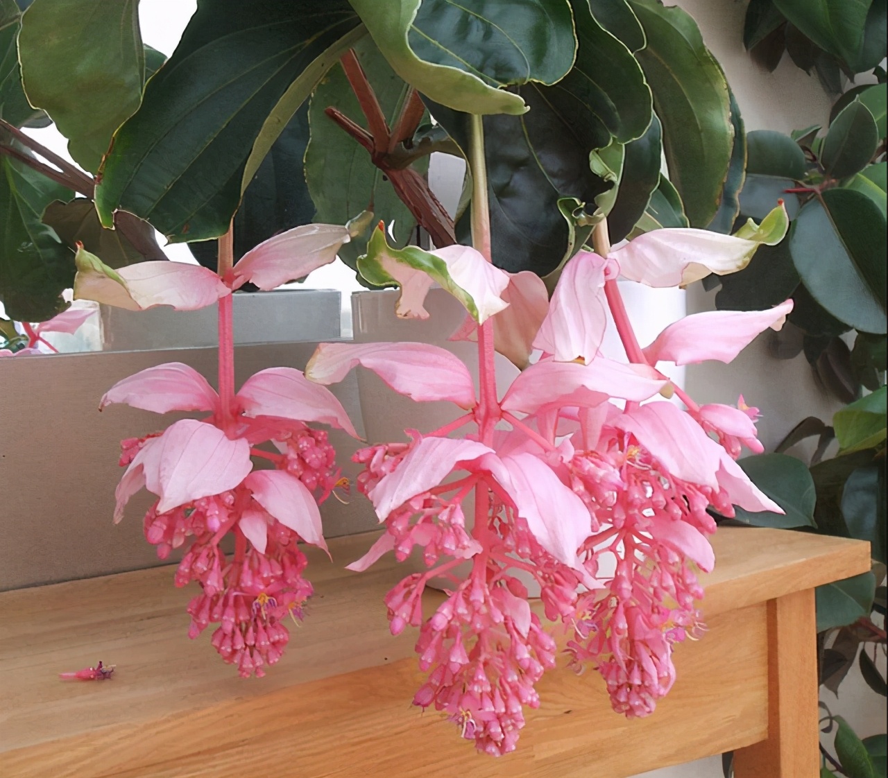 4种花养在家里好看极了,4种花适合养在客厅