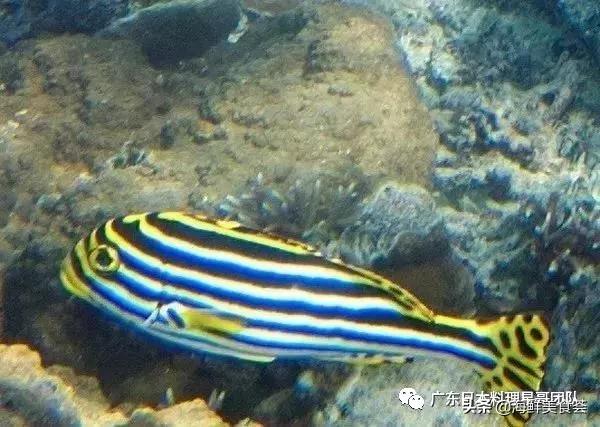 这5种淡水鱼值得多吃,中国最好吃的鱼类排行榜