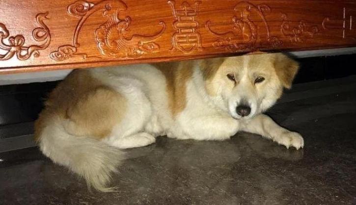 狗狗发抖查不出原因,辟谣狗狗鼻子干就是生病