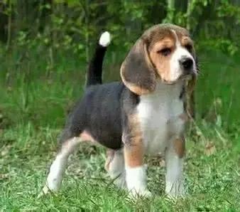 狗狗的品种大全,汪汪队狗狗品种