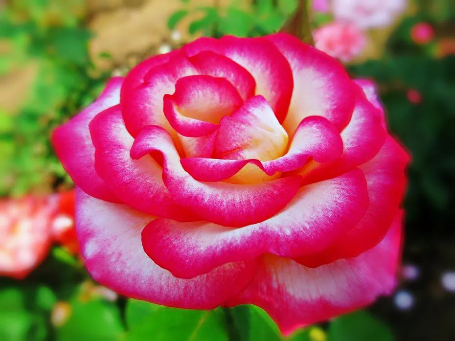 和平月季的价格,和平月季优缺点