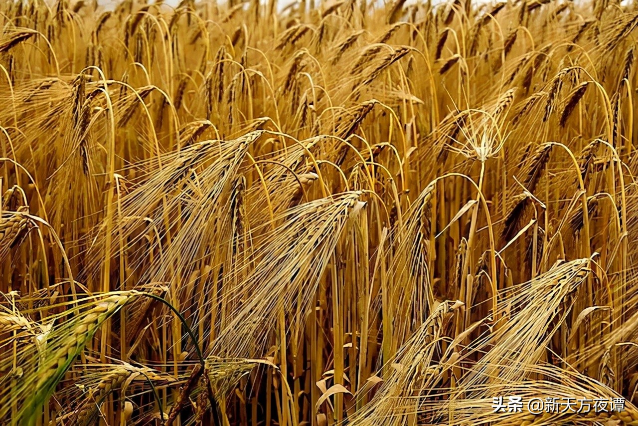 古人没有药具怎么避孕,古代的奇葩验孕方式