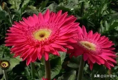 花语大全100种花图片,100种花的花语太全了