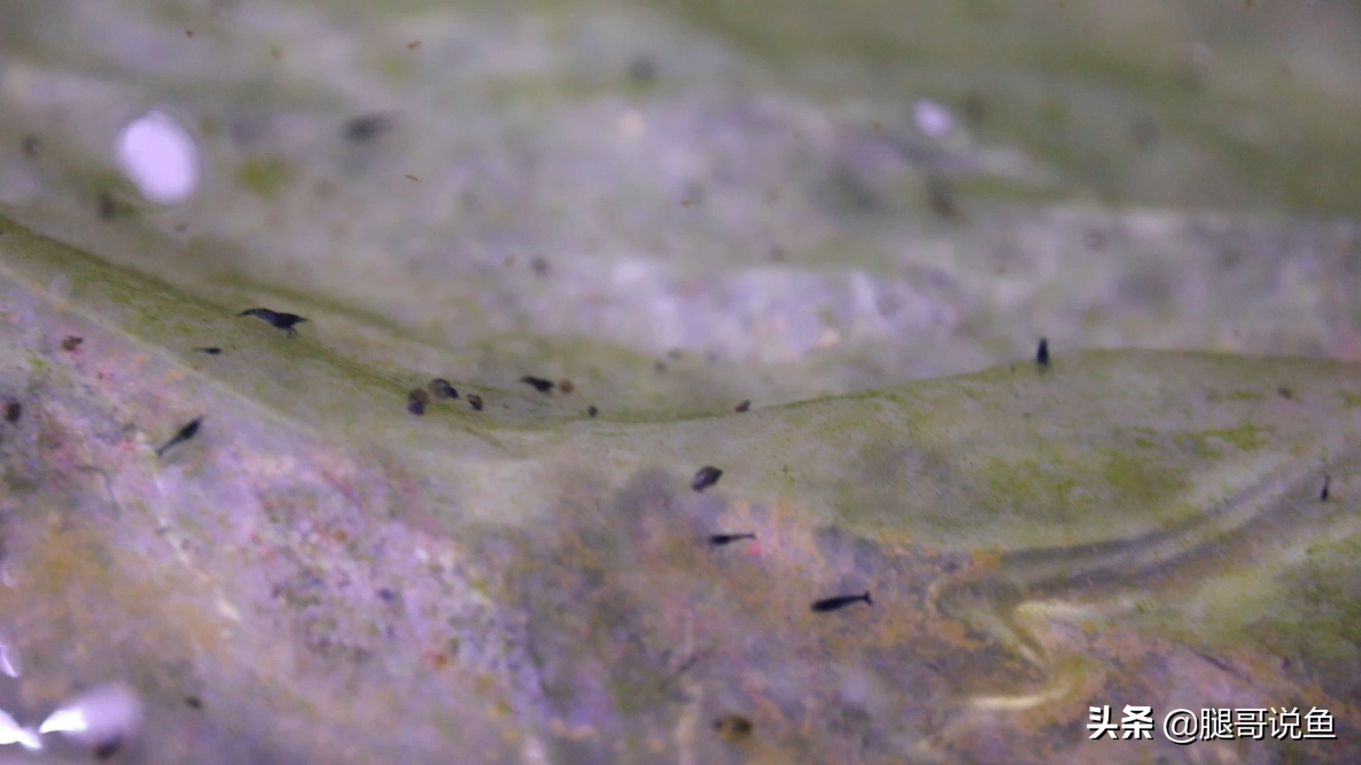 十大养不死的观赏虾品种,蓝宝石虾是不是养单一品种比较好