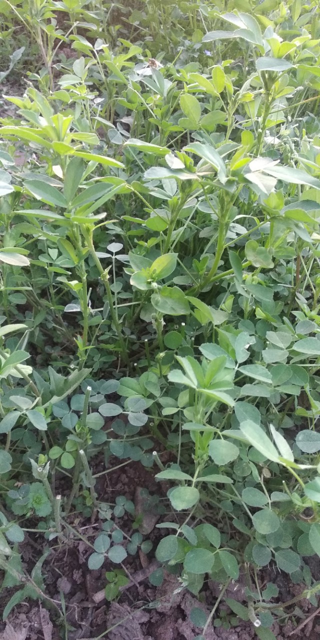 园子里的菜都有什么,园子里的菜