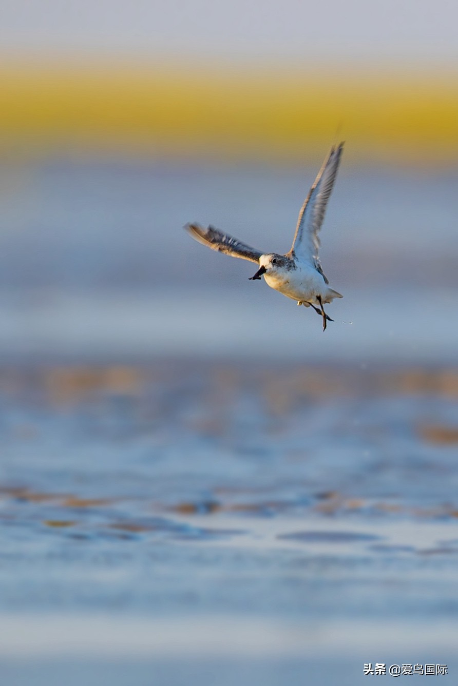 勺嘴鹬自带饭勺的小萌物,自带饭勺的勺嘴鹬