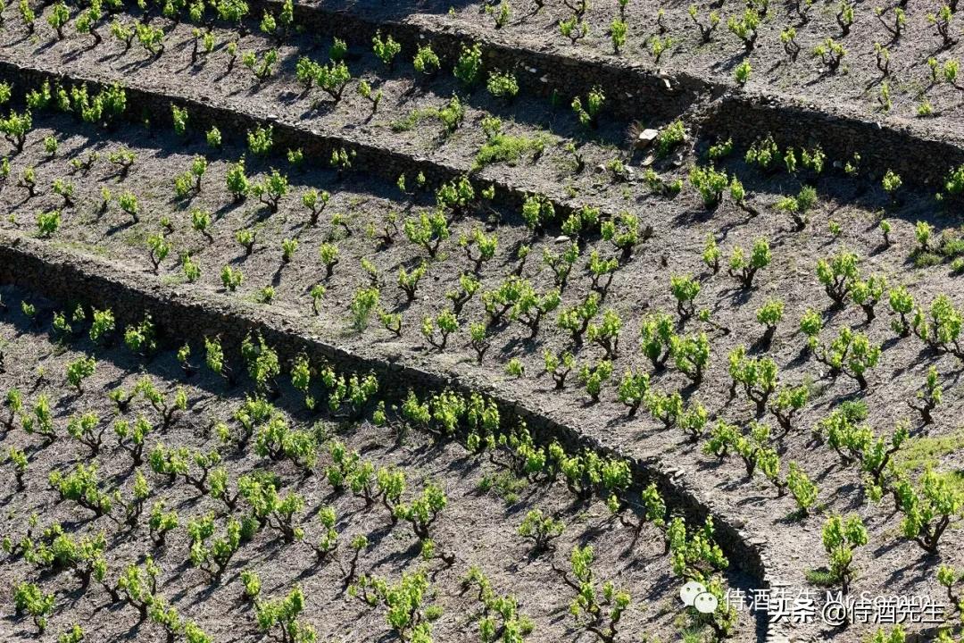 入门甜葡萄酒,你以为的葡萄酒