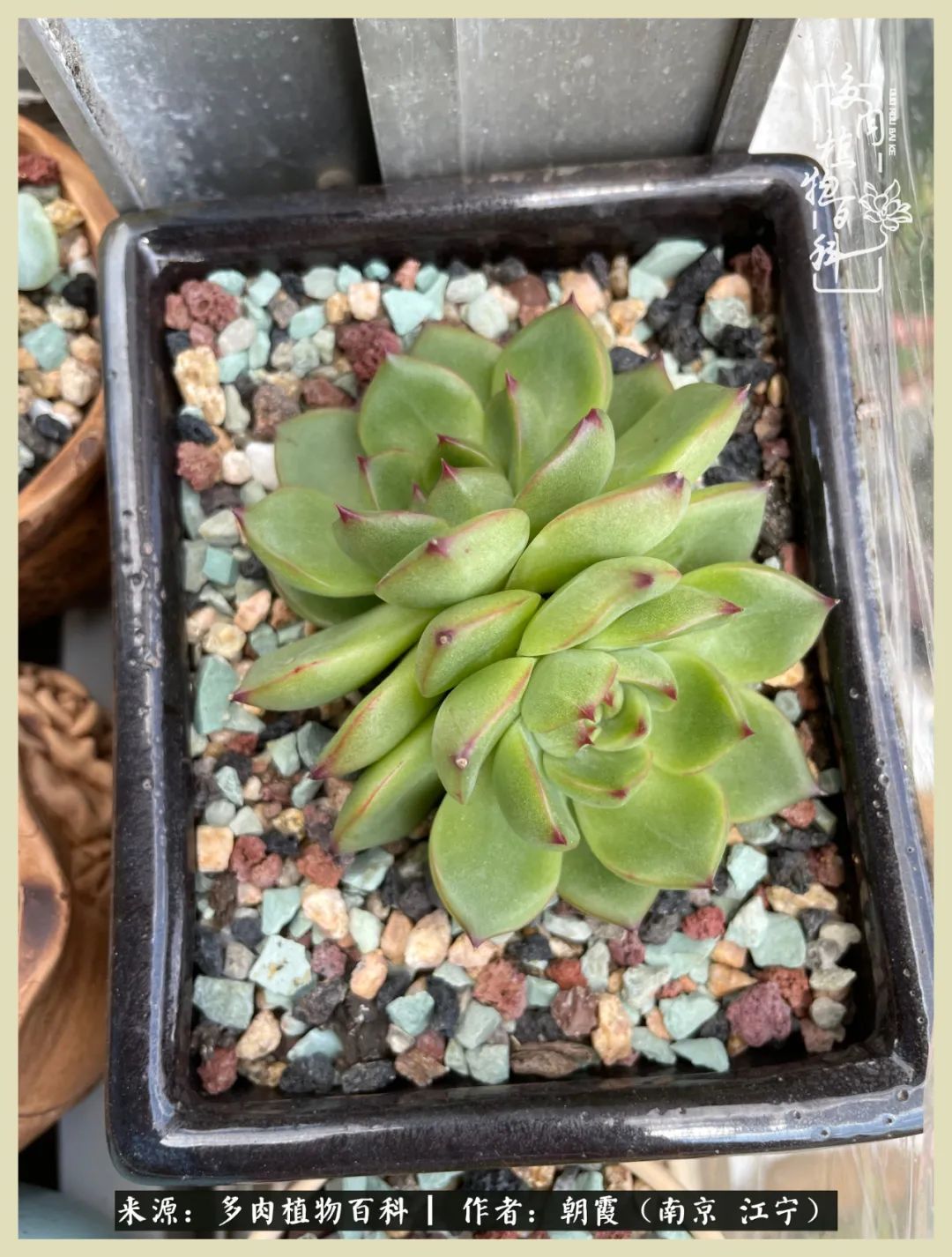 多肉最美的飘枝品种,多肉最美老桩