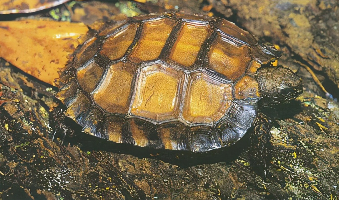 龟类大百科,大眼睛龟类