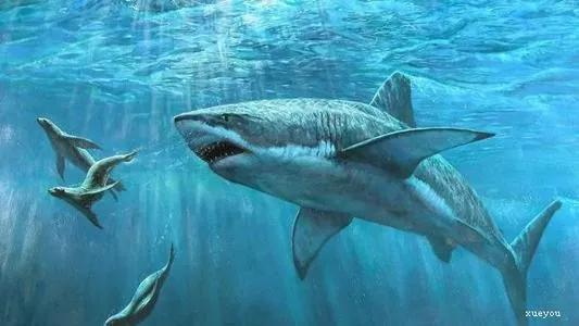 上得了海岛下得了雨林,上得了高山下得了河