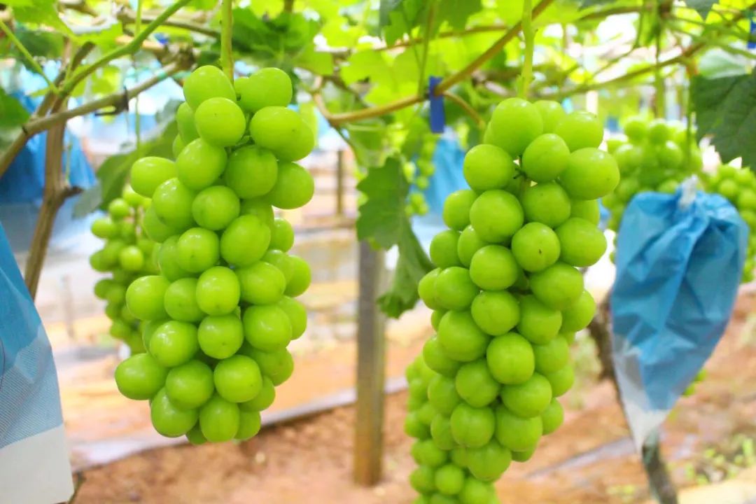 葡萄界的爱马仕晴王,葡萄界中的爱马仕跌落