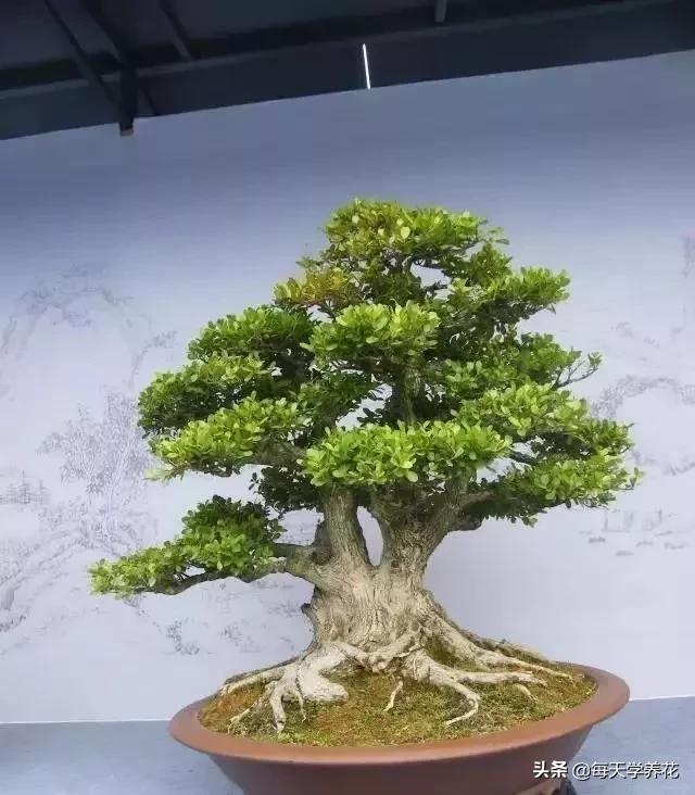 盆景黄杨摘心怎样摘,黄杨树枝条太密修剪