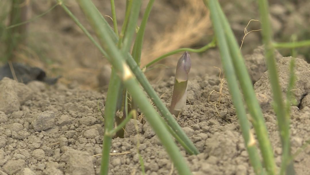 如皋城北街道野林村芦笋现状,芦笋产业乡村振兴