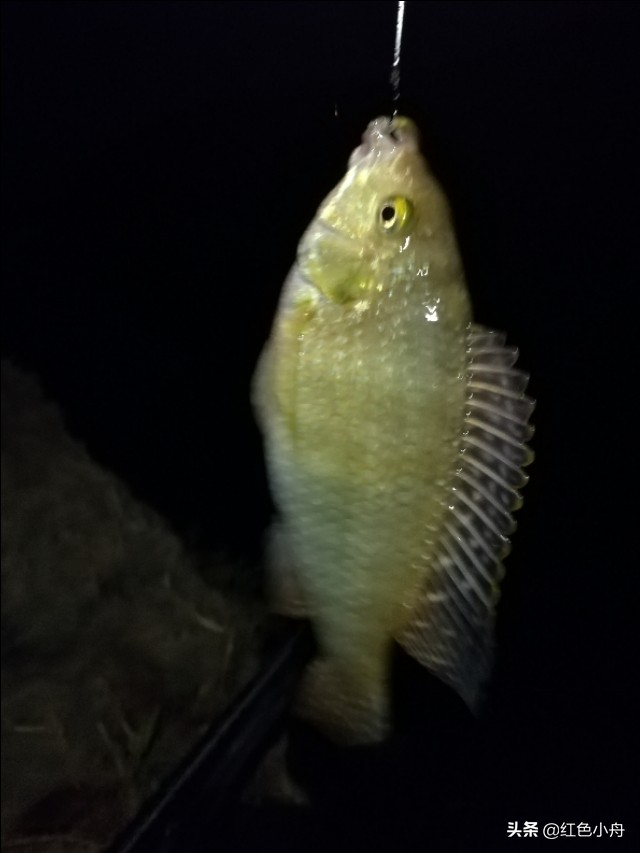 为什么四月份晚上不好钓鱼,4月份夜钓的最佳时间和方法