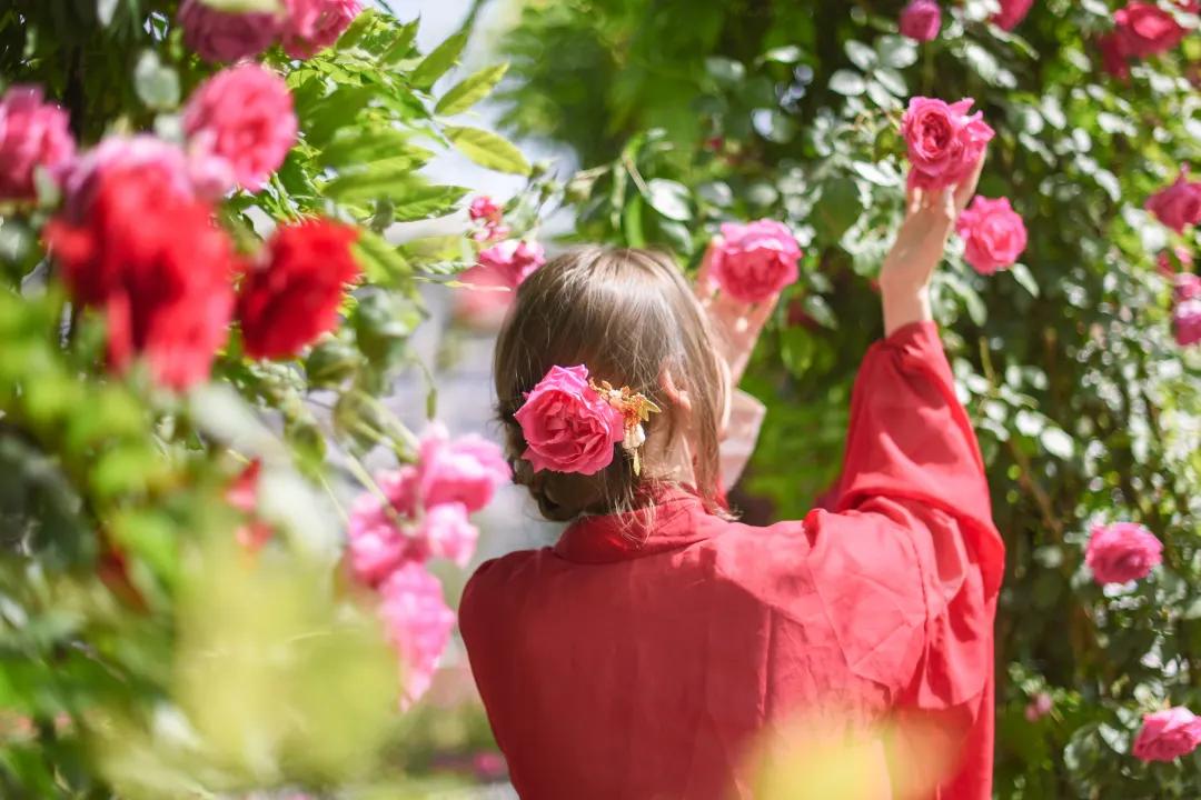 又刷屏了！高新这片花海，惊艳你的朋友圈！