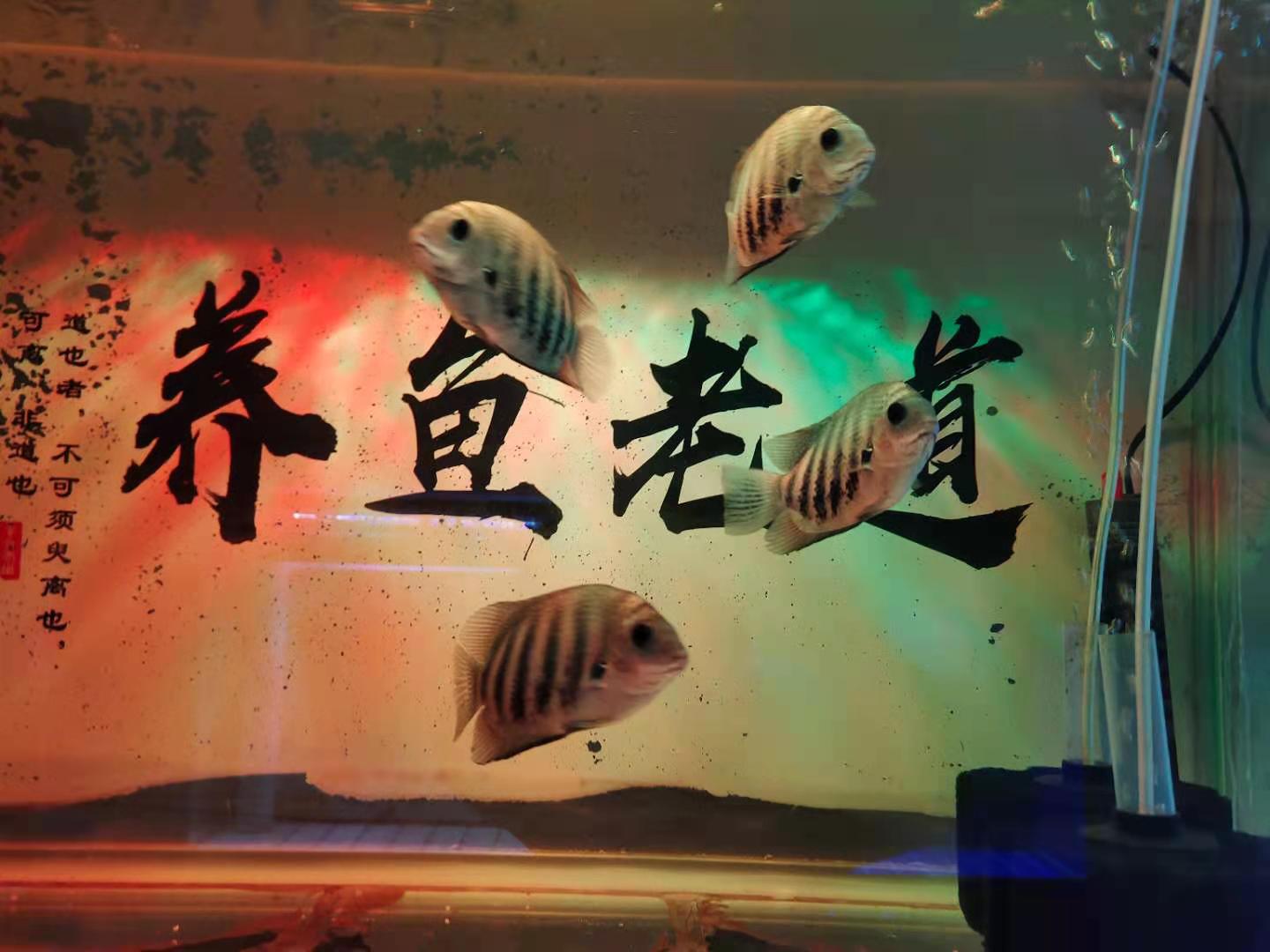 购买鱼饲料，不是只去关注营养成分，需要参考、观察很多问题