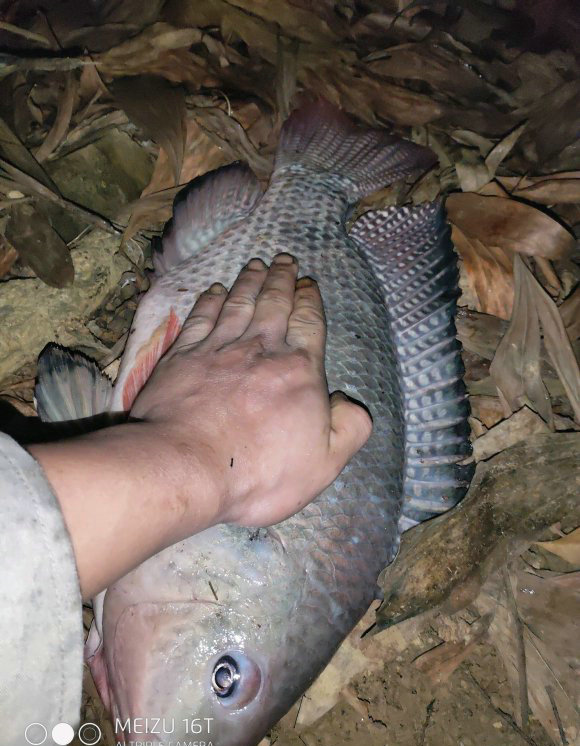 柳江河里钓到50多斤大鱼,柳江钓罗非鱼视频
