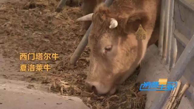 牛肉批发价最新价格,牛肉价格补贴最新消息