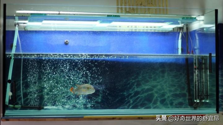 养鱼怎么知道硝化细菌养好了,培养硝化细菌的时候可以养鱼吗