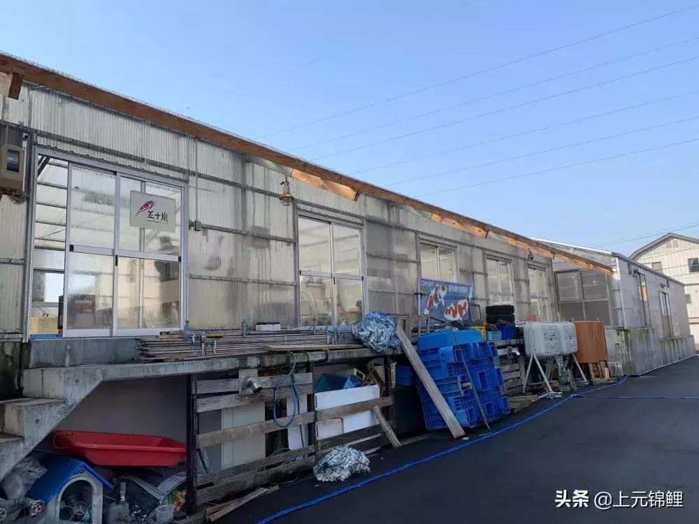 全场八折优惠活动正在火爆进行中,锦鲤网上商城