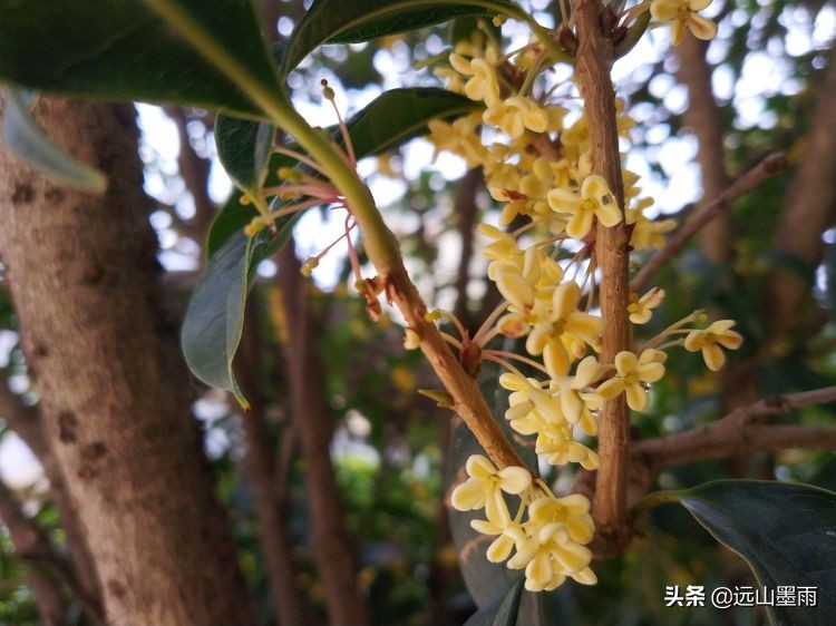 昆明东庄小学好还是盘龙小学好,昆明盘龙区东庄小学图片