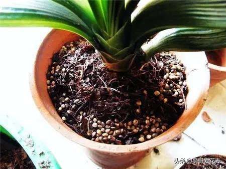 12月底,学会自制3种“营养土”,来年换盆肥效足、土壤疏松透气