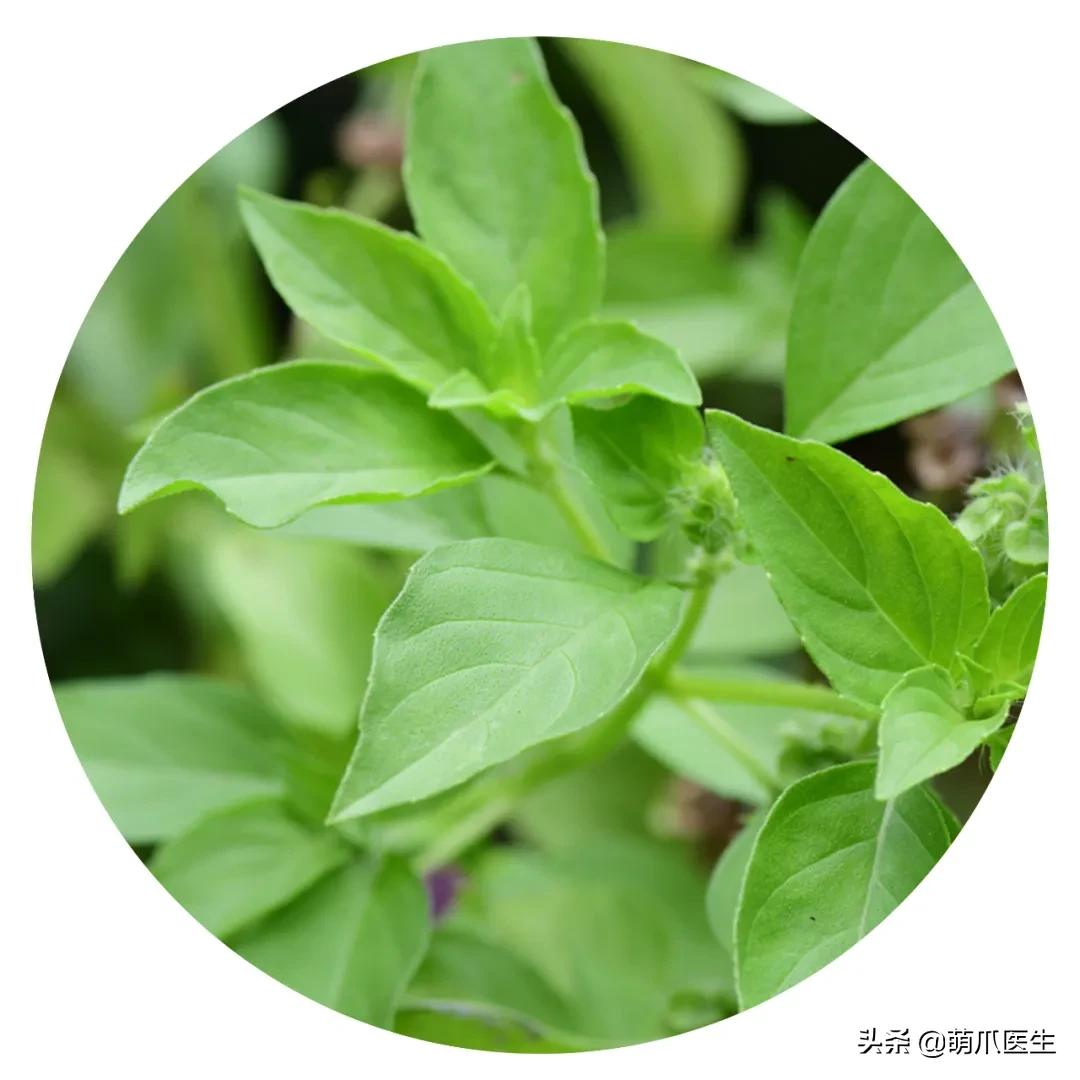 养猫能养啥花草,养了猫还可以养兔子吗