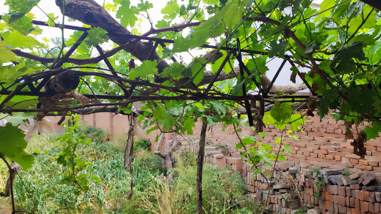 民国奇案妻子美貌丈夫贩毒,民国奇案女子杀夫案