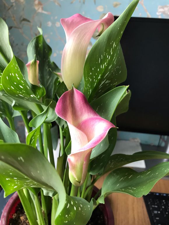 马蹄莲养不好，注意3点细节，黄叶变绿叶