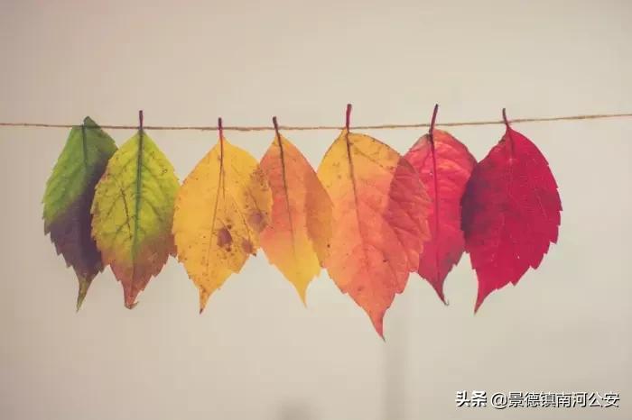 诗词专辑|落日涛声壮，长空雁影孤