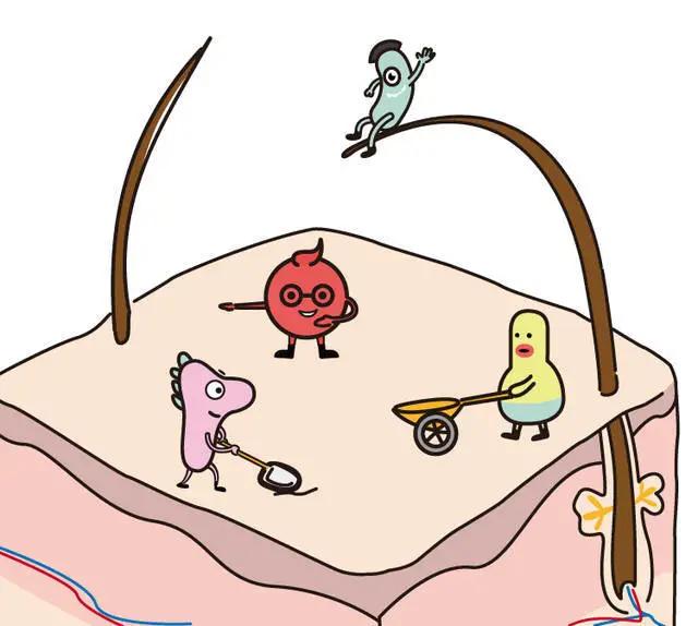 油腻脂溢性脱发,脂溢性脱发怎么抑制出油