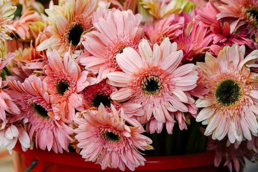 汉中门花市,汉中门花市价格