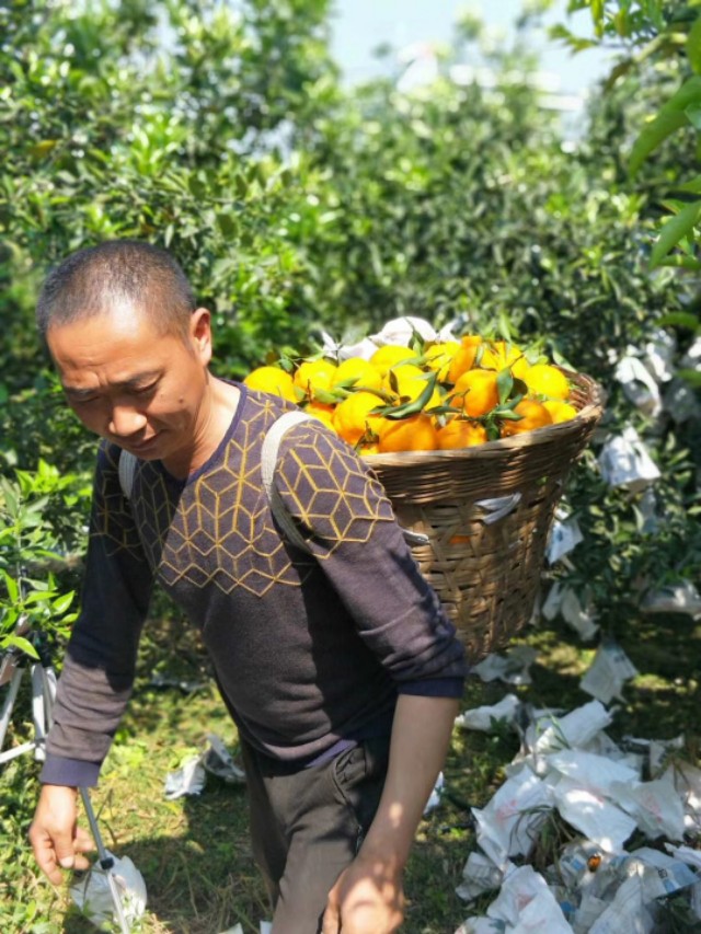 网上买水果一小时送到app,网上买水果和超市有什么区别