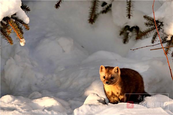 吉林省延边发现紫貂,长白山拍到野生紫貂